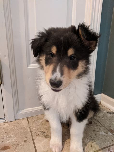 The typical price for Shetland Sheepdog <b>puppies</b> <b>for sale</b> in <b>Omaha</b>, NE may vary based on the breeder and individual puppy. . Dogs for sale omaha